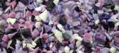 Lavender Lace frit TN